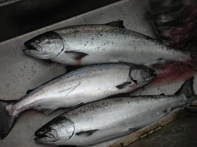 Three nice Springers slammed yesterday